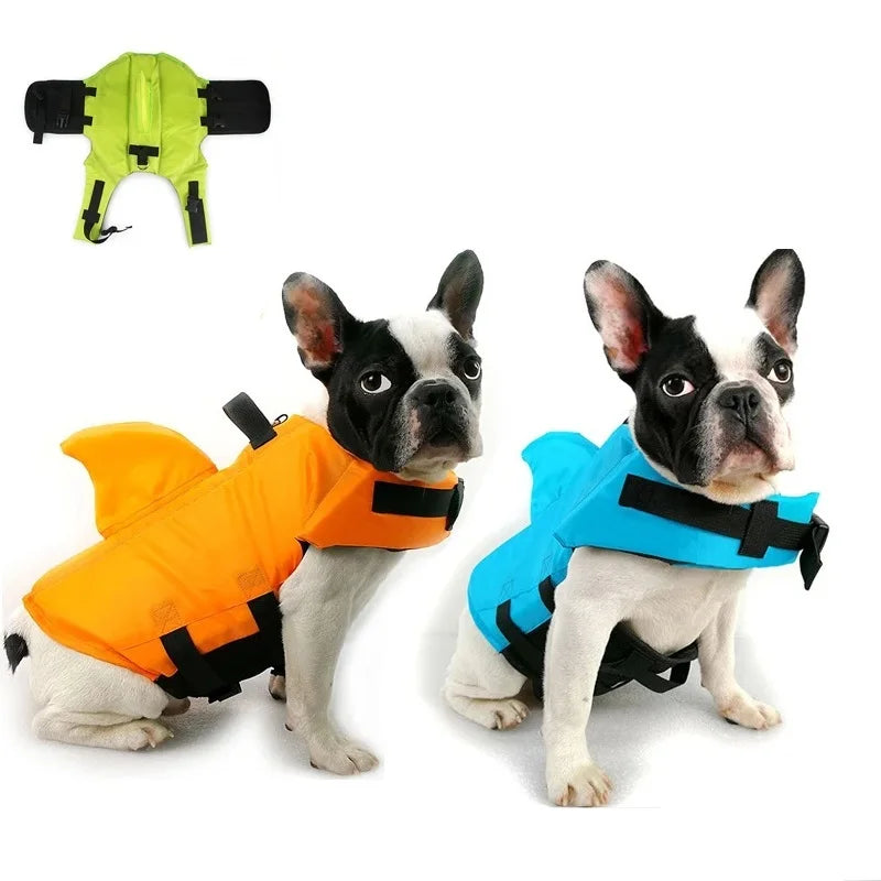 Two French Bulldogs wearing orange and blue shark fin life jackets"